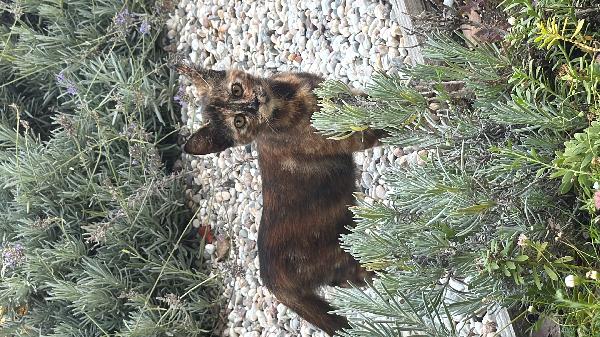 4 cuccioli di gatto in adozione Foto 5