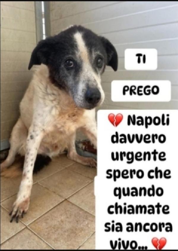 Amilcare 14Anni Di Canile!!!! Napoli