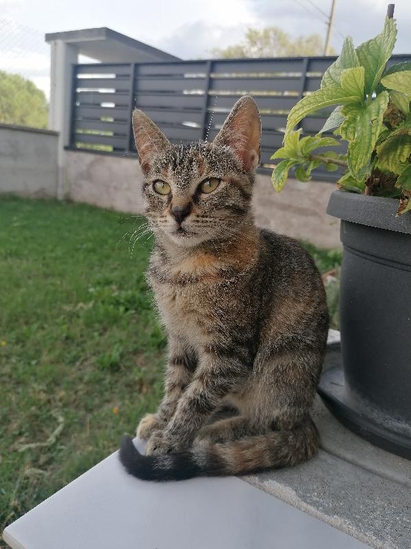 Gattina In Adozione