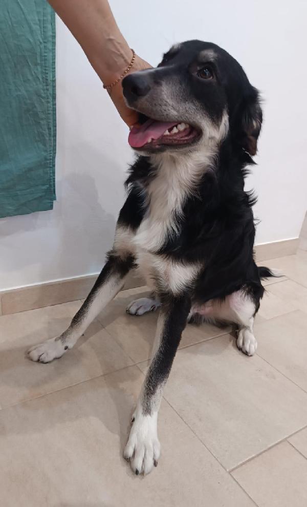 Balto Il Cucciolone Che Ama Tutti 