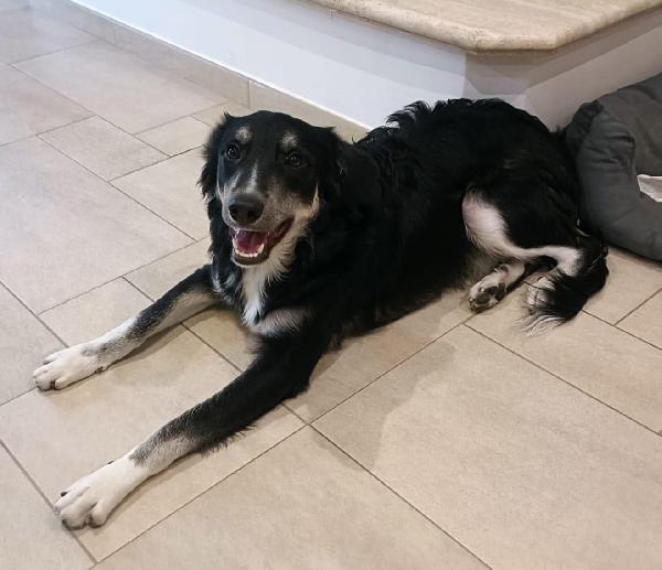 Balto il cucciolone che ama tutti  Foto 2