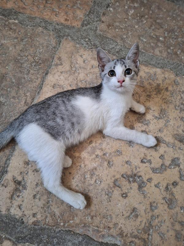 Elsa super coccolona cerca casa Foto 5