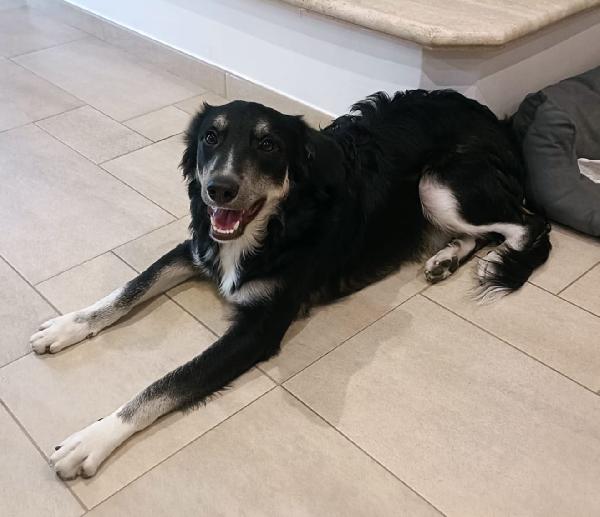 Balto Cerca Adozione 