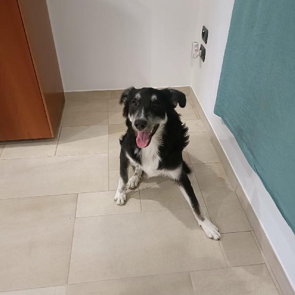 Balto cerca adozione  Foto 3