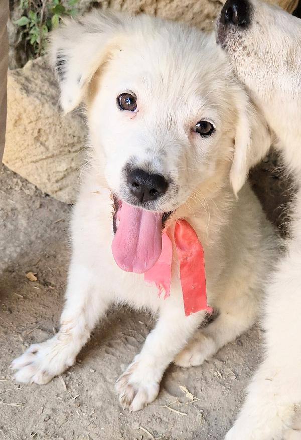 BETTY IN CANILE,ADOTTABILE IN TUTTA ITALIA| Foto 2