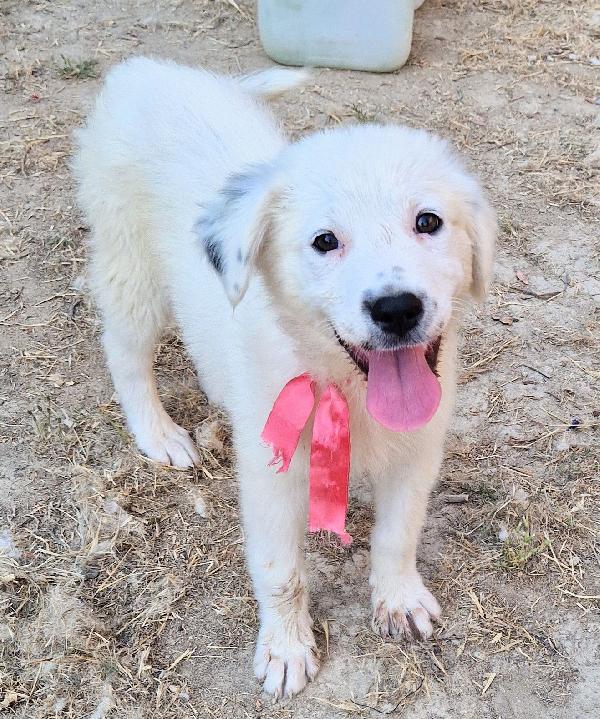 BETTY IN CANILE,ADOTTABILE IN TUTTA ITALIA| Foto 3