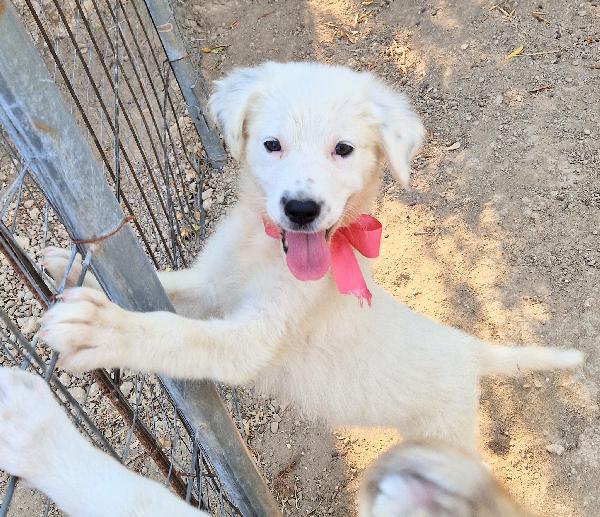 BETTY IN CANILE,ADOTTABILE IN TUTTA ITALIA| Foto 4