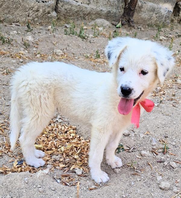 BETTY IN CANILE,ADOTTABILE IN TUTTA ITALIA| Foto 5