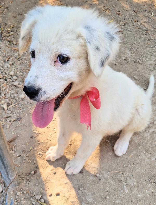 BETTY IN CANILE,ADOTTABILE IN TUTTA ITALIA| Foto 6