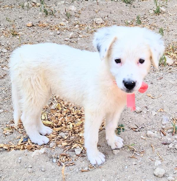 BETTY IN CANILE,ADOTTABILE IN TUTTA ITALIA| Foto 10