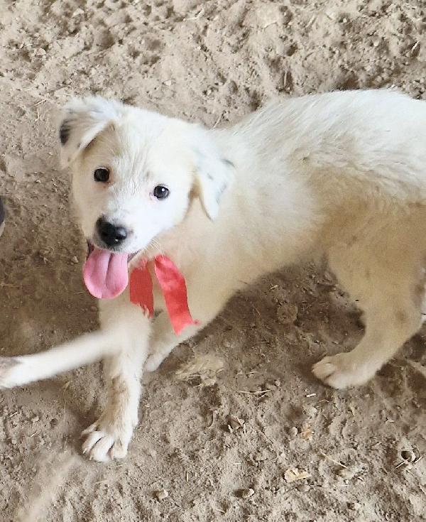 BETTY IN CANILE,ADOTTABILE IN TUTTA ITALIA| Foto 11