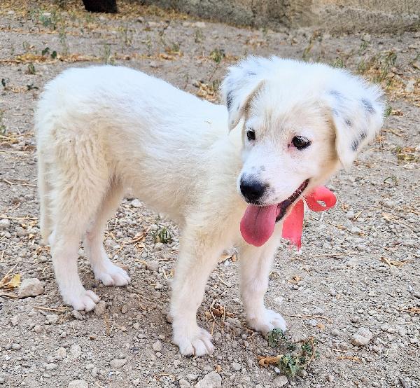 BETTY IN CANILE,ADOTTABILE IN TUTTA ITALIA| Foto 12