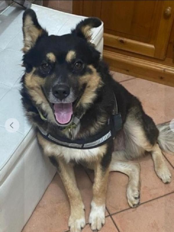 Mix Pastorino 2Anni Splendido Mantova