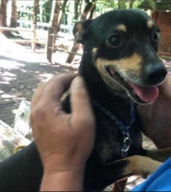 Pinscher Adulto Sfortunato Nessuno Chiede Di Lui!