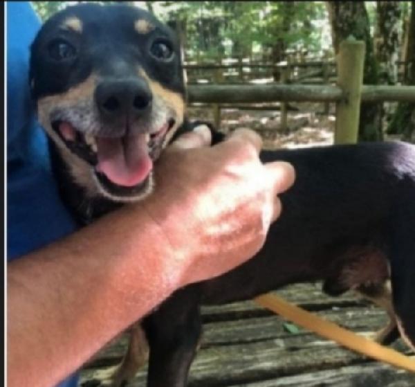 Pinscher adulto SFORTUNATO NESSUNO CHIEDE DI LUI! Foto 2