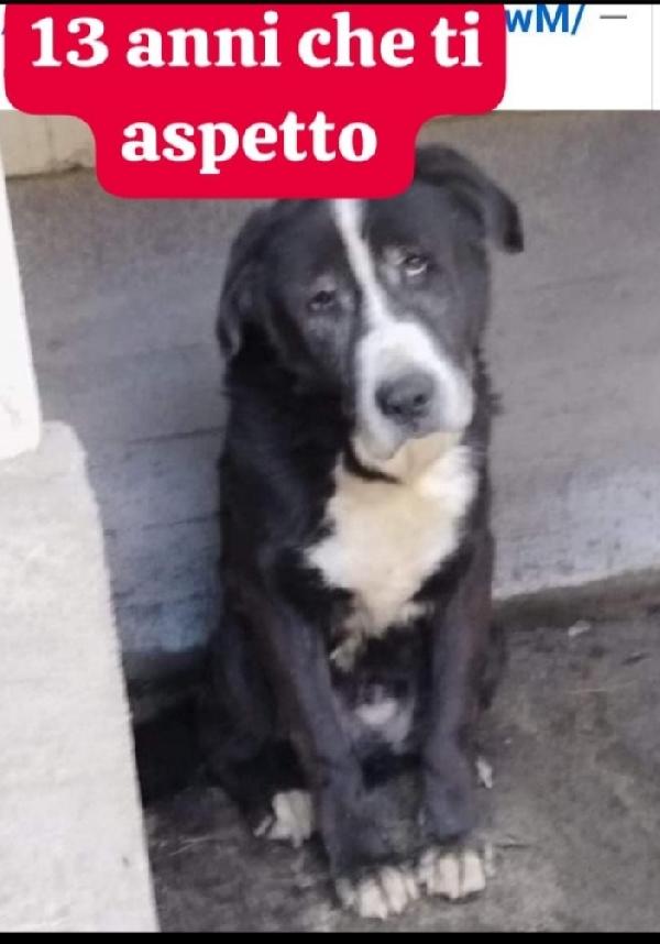 Geppetto 1Vita In Canile Poi Adozione Andata Male!