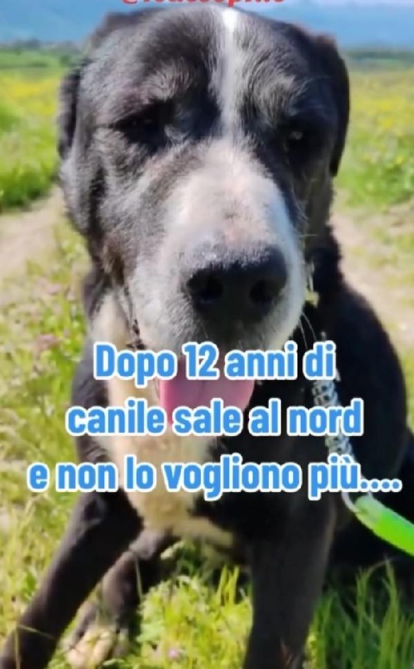 Geppetto 1vita in canile poi adozione andata male! Foto 2