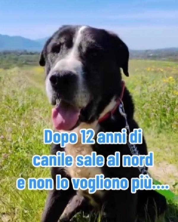 Geppetto 1vita in canile poi adozione andata male! Foto 4