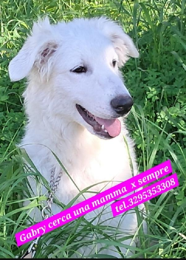 12/13mesi,bianca, affettuosa SOS SICILIA Foto 3