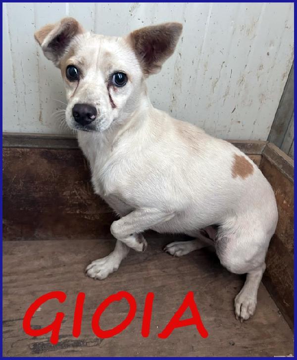 Gioia 3 Anni, 8 Kg, Viveva Con Un Branco Di 30 Cani Ed E' Ancora Timorosa Ma Cerca Un'anima Grande Che La Ami!