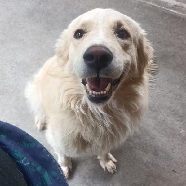Sun Stupendo Cagnolone Mix Golden Retriever Cerca Adozione
