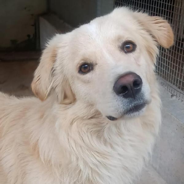 SUN stupendo cagnolone mix golden retriever cerca adozione Foto 2