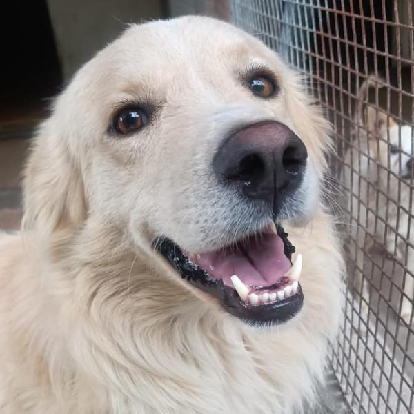 SUN stupendo cagnolone mix golden retriever cerca adozione Foto 3