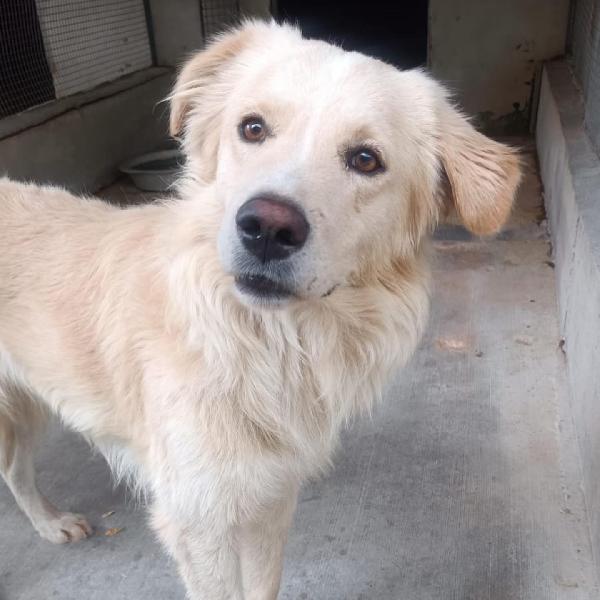 SUN stupendo cagnolone mix golden retriever cerca adozione Foto 4