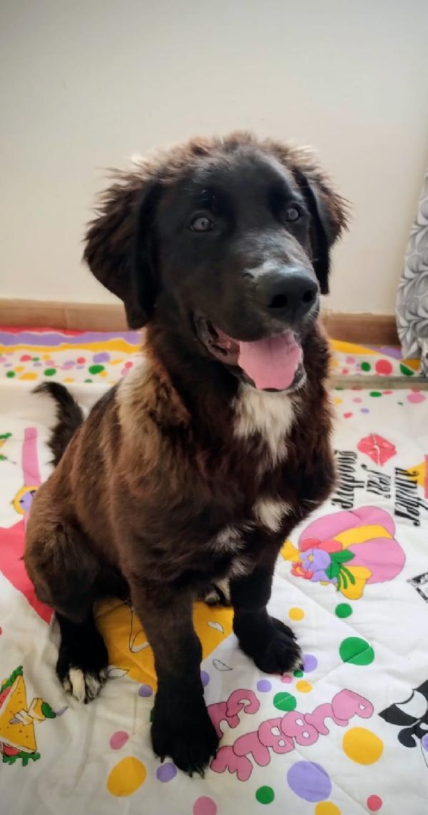 Baloo