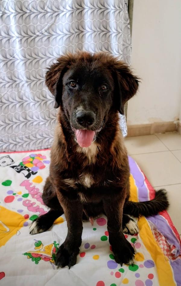 Baloo Foto 2