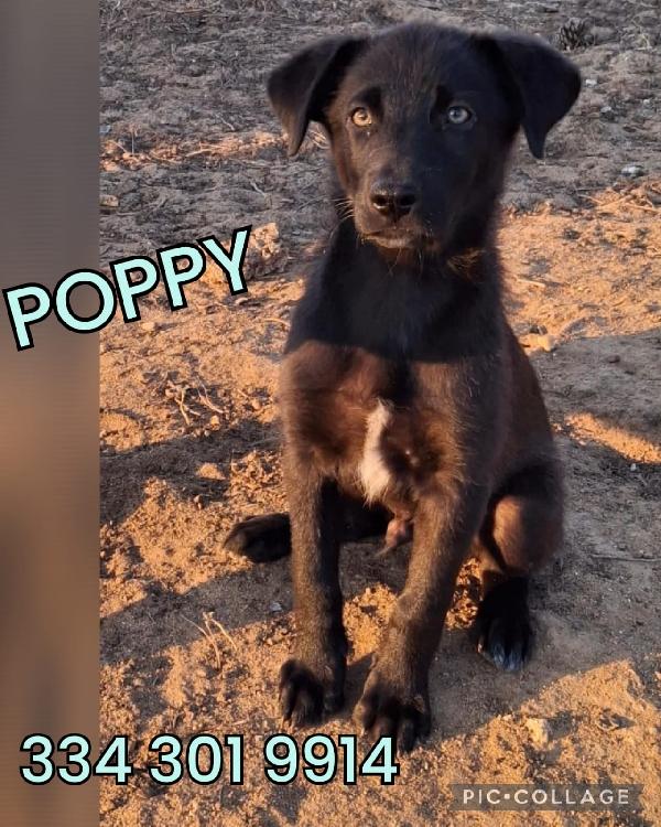 Poppy.. Bellissimo E Dolcissimo ❣️