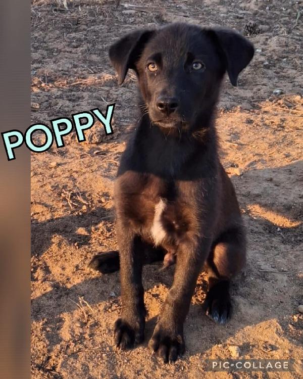 Poppy Due Mesi E 1/2 Si Dolcezza 