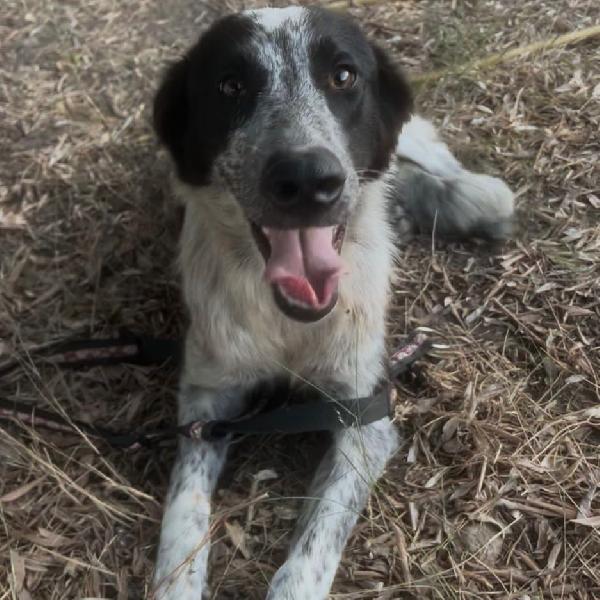 SERENA di 7 mesi taglia media  Foto 4