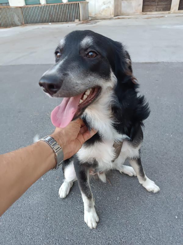 Balto cerca adozione  Foto 4