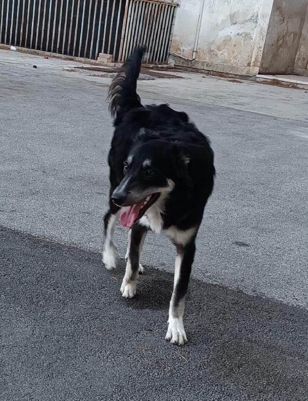 Balto cerca adozione  Foto 5