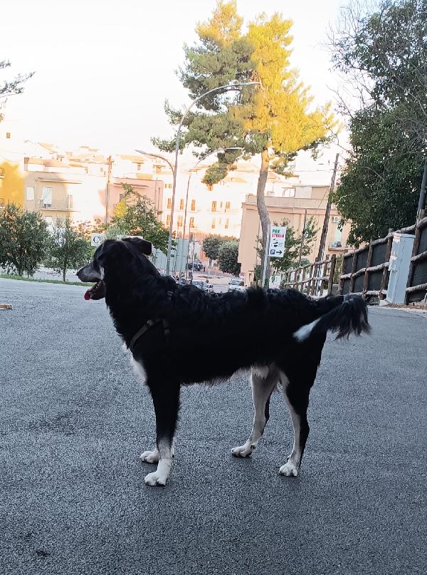 Balto cerca adozione  Foto 6