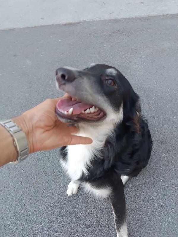 Balto cerca adozione  Foto 7