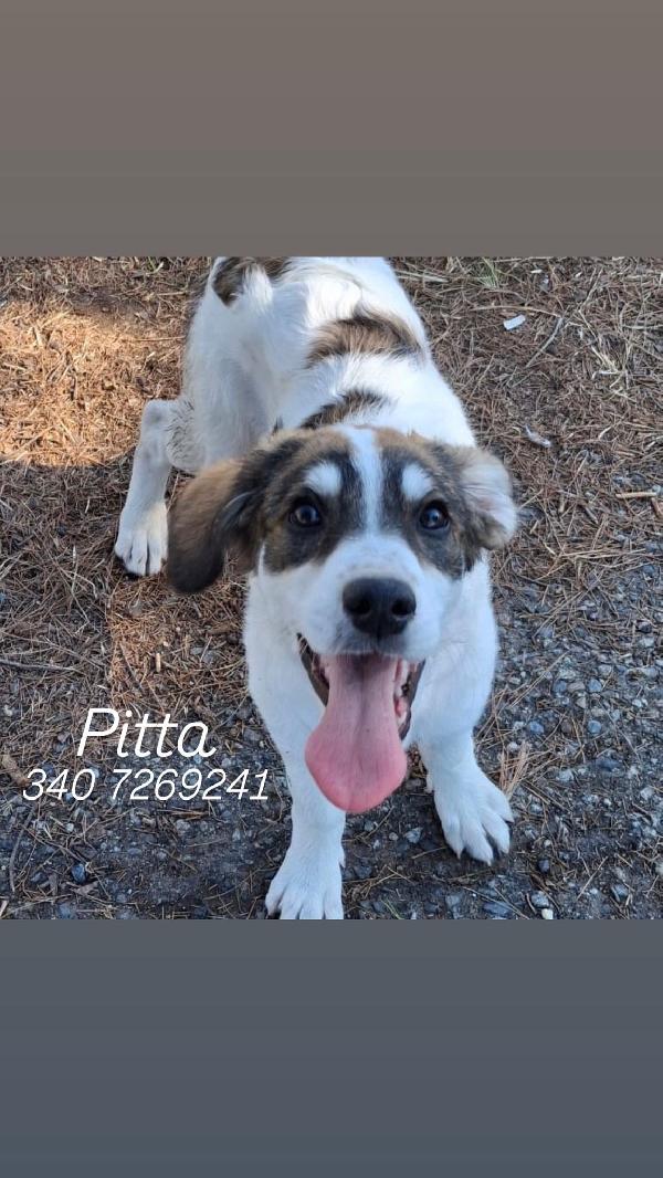 Pitta... Bellissima 💖