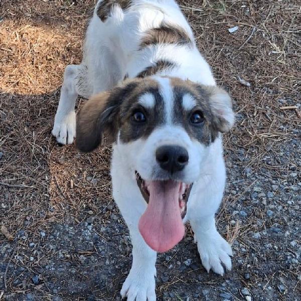 Pitta... bellissima 💖 Foto 7