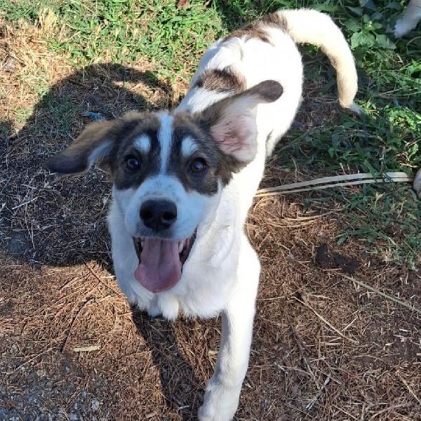 Pitta... bellissima 💖 Foto 6