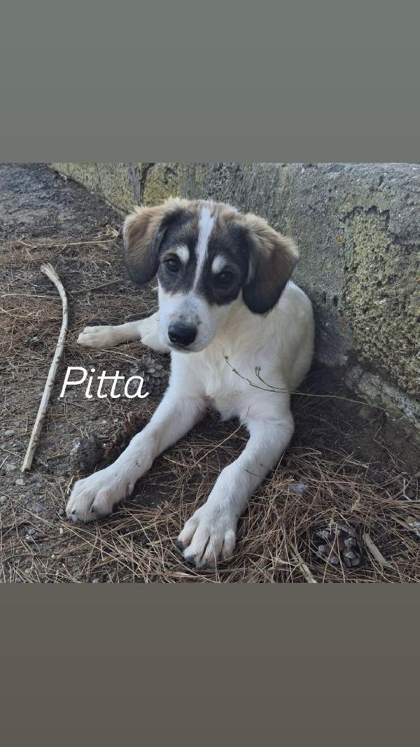Pitta.🐕🦴🏩