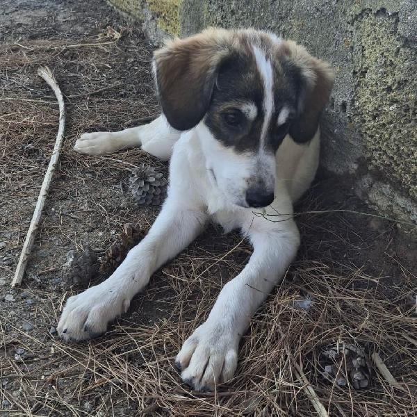 Pitta.🐕🦴🏩 Foto 2