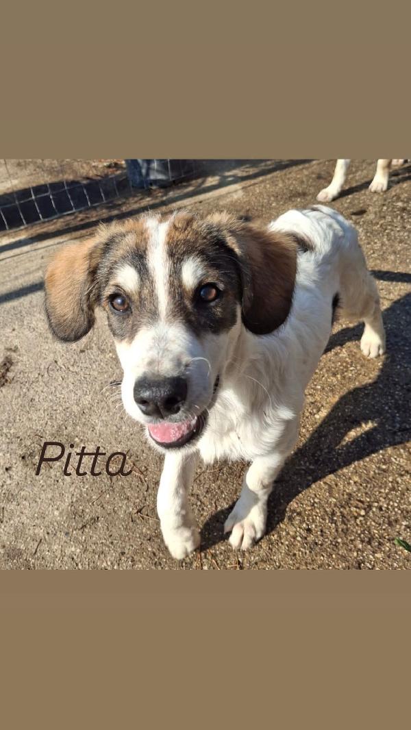 Pitta.🐕🦴🏩 Foto 6