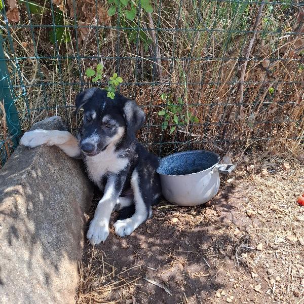 Jaz Cucciolotta In Adozione