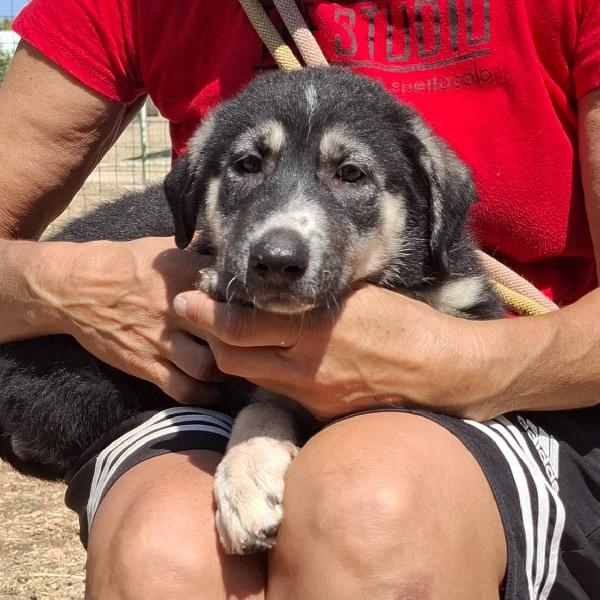 JAZ cucciolotta in adozione Foto 2