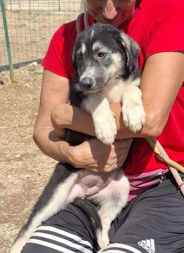 JAZ cucciolotta in adozione Foto 3