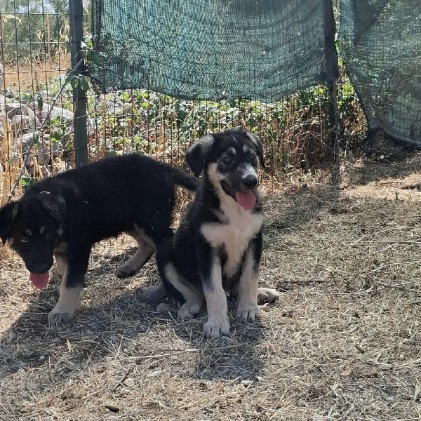 JAZ cucciolotta in adozione Foto 4