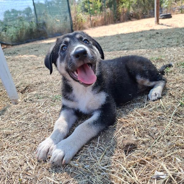 JAZ cucciolotta in adozione Foto 5