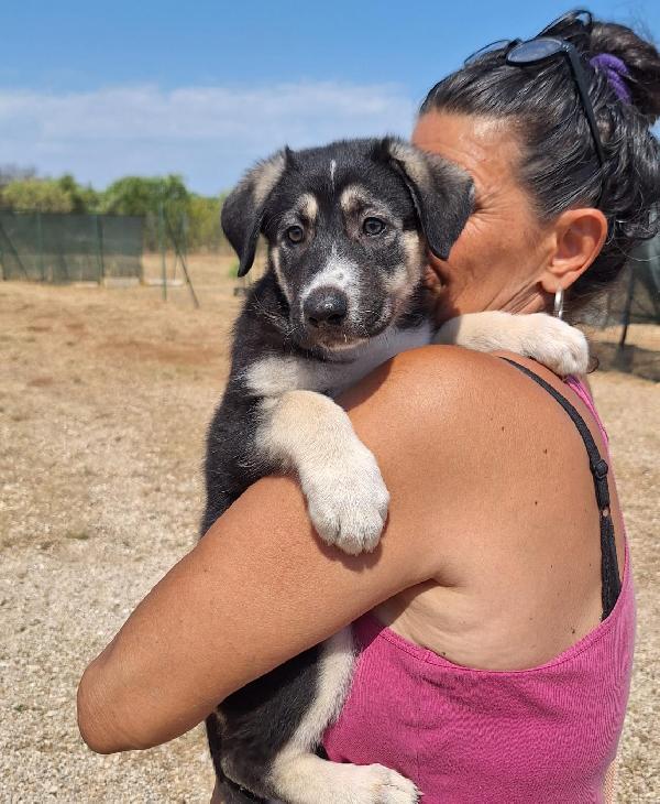 JAZ cucciolotta in adozione Foto 7