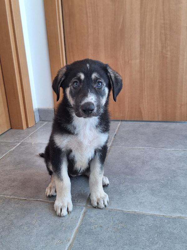 JAZ cucciolotta in adozione Foto 8